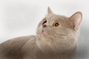 Фото лиловых британцев: взрослые лиловые британские коты и кошки     